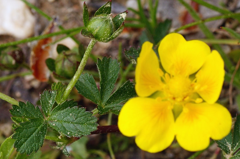 Potentilla reptans